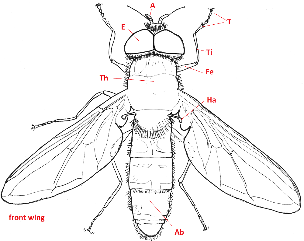 Крылья мухи схема. Жужжальца у двукрылых. Жужжальца мухи. Отряд Двукрылые строение. Внешнее строение двукрылых.