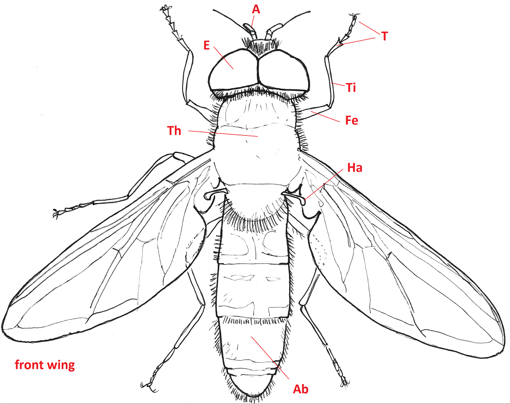 Крылья мухи схема