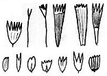 Lepidoptera wing scales b42