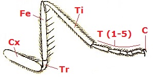 05 neuroptera leg b30