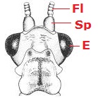 09 neuroptera head b58