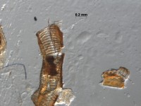 dytiscidae wing2