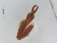 Curculionoidea leg