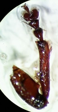 Curculionoidea leg4