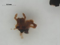 Curculionoidea palp