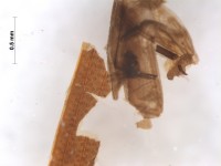 Silphidae elytra