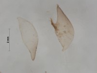 Culicidae indet