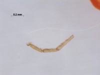 Culicidae leg