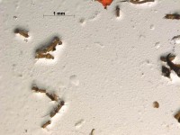 tipulidae antenna2