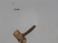 tipulidae antenna4