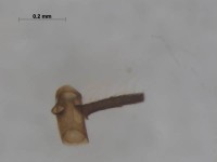 tipulidae antenna5