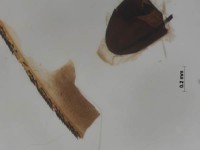 tipulidae wing2