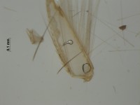 corixidae first leg with hairs