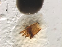 Cicadidae leg3