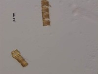 lepidoptera antenna5