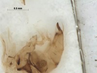 lepidoptera trueleg2