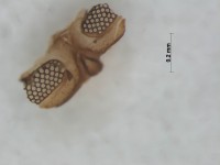 neuroptera eye