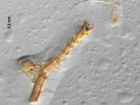 neuroptera leg with claw