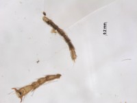 neuroptera leg with claw2