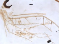 neuroptera wing2