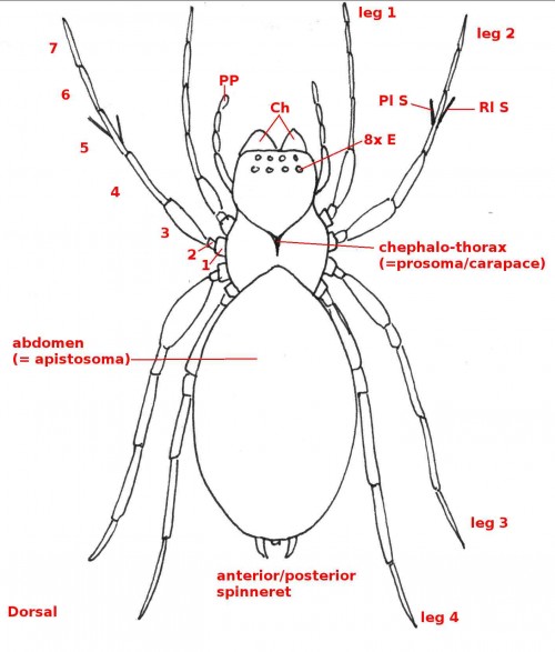 01 arachnida whole b38