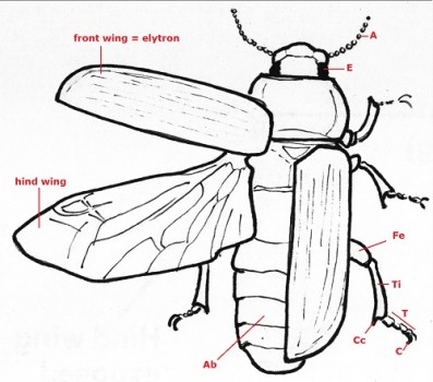 01 coleoptera whole b3