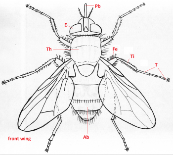 01 diptera muscidae whole b4