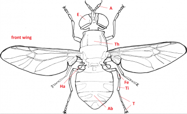 01 diptera stratiomydae whole b4