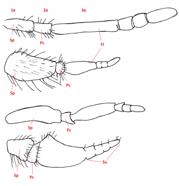 02 diptera tabanidae antenna b4