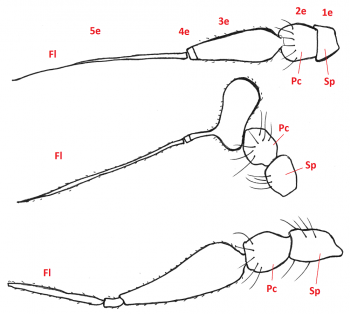 03 diptera empididae antenna b4