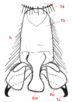 03 diptera stratiomydae tars b4