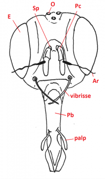 04 diptera brachycera head