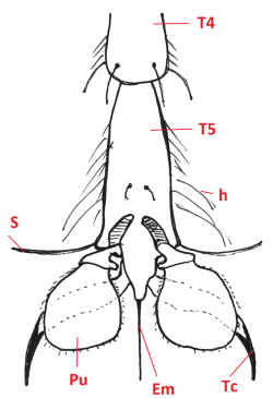 04 diptera muscidae claw b4