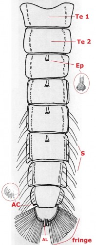 05 diptera chironomidae pupa abdomen b