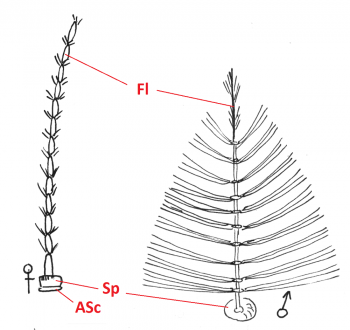 05 diptera culicidae antenna