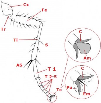 05 diptera leg b55