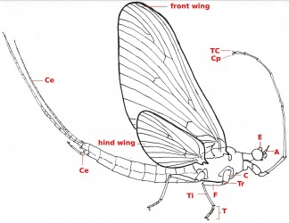 01 Ephemeroptera whole nl b46