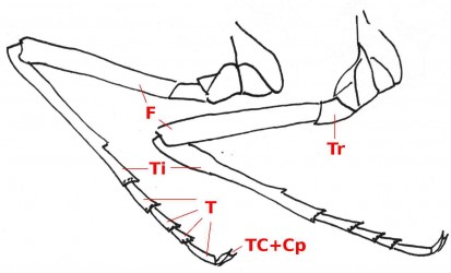 07 ephemeroptera leg b43