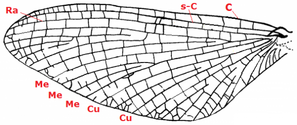 11 Ephemeroptera wing 52