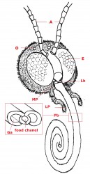 Lepidoptera head probiscus b41