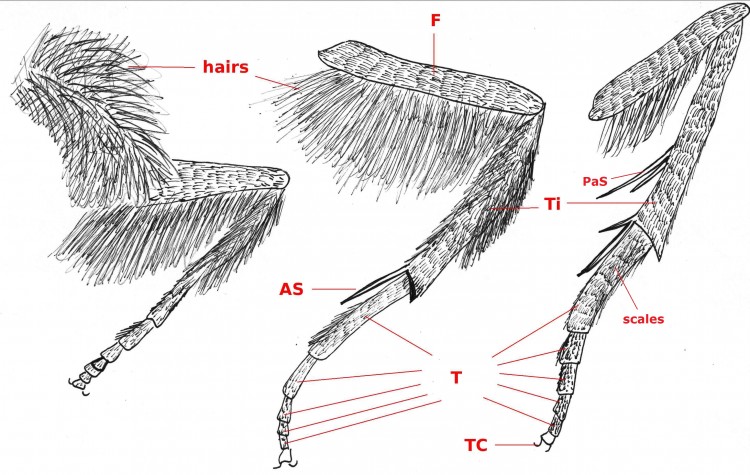 Lepidoptera leg Apamae noctuidae b48