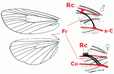 Lepidoptera wing frenulum b49