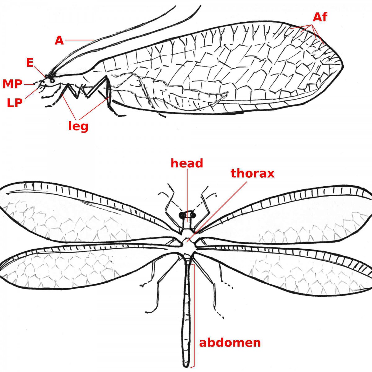 Neuroptera