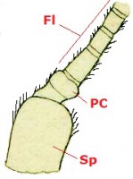 08 neuroptera antenna b30