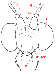 11 neuroptera head