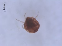 Acari corixidae